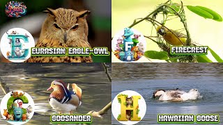 ABC Bird Animals song  Learn Alphabets  English and Animals for Kids  Alphabets Kids Song [upl. by Lirbaj445]