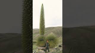 Puya raimondii in Bromeliad Family Bromeliaceae Largest species inflorescences 15 m in height [upl. by Ezri]