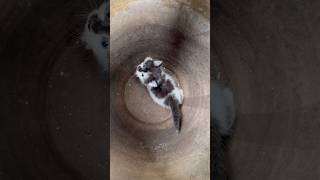 The lucky kitten🐈 met a homeless person ❤️❤️kitten cats catvideos animals pet trending [upl. by Wales]