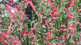 Pine Needle Penstemon [upl. by Lela]