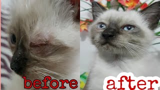 Treating a Cat or Kitten Eye infection at home [upl. by Limber]