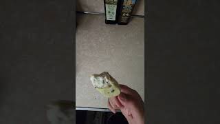 Magnum White Chocolate amp Cookies Ice Cream Bars Review Part 4 foodshorts icrcreambars magnum [upl. by Orna]