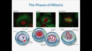 Mitosis [upl. by Annavoj]