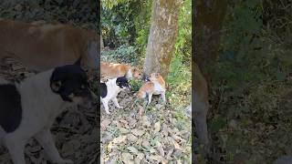 Street Dog Engry 😡Dog short video 🔥dogs dog [upl. by Oah]