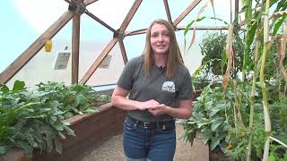 42 Growing Dome Geodesic Greenhouse Tour [upl. by Blandina2]