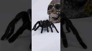 STILL the Brazilian Black Tarantula tarantula spider skull [upl. by Herwick403]