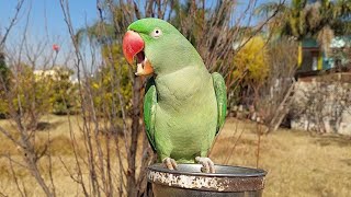 Female Alexandrine Parrot Natural Voice [upl. by Jania107]