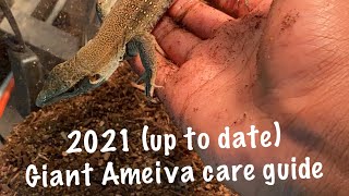 Giant Ameiva care guide 2021 [upl. by Idnak831]