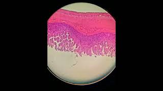 Practical Histology tissues under microscope 🔬 [upl. by Kinchen]