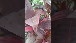 Ti plants red Cordyline fruticosa nature relaxingnaturesounds shortvideo shortvideo 😌😌 [upl. by Minetta]