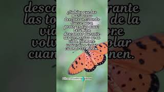 Frases de mariposas Frases para reflexionar frases [upl. by Goodman]