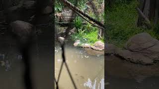 Jatim park 2 batu jatimpark2 batu malang liburan wisata shorts youtubeshorts [upl. by Ahsiral]