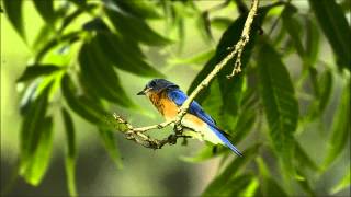 Eastern Bluebird Singing [upl. by Ennaear]