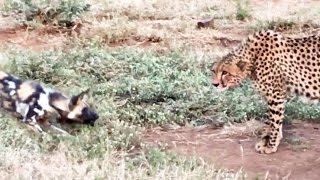 Wild Dogs vs Cheetah Standoff Over a Kill [upl. by Enoj530]