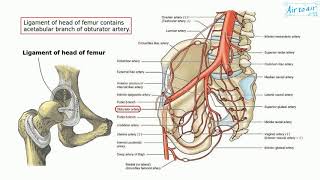 obturator artery [upl. by Lari60]