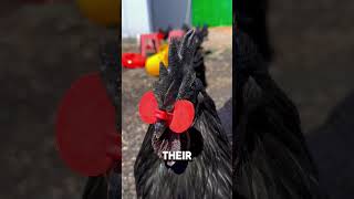 Why Do Chickens Wear Beak Rings [upl. by Inoy]