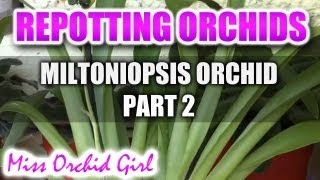 Repotting my new Orchid  Miltoniopsis Herr Alexander part 2 [upl. by Crysta]