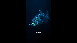 Discover the Glowing Secrets of the Anglerfish [upl. by Idnyl]