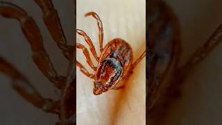 Rhipicephalus sanguineus commonly called the brown dog tick kennel tick or pantropical dog tick [upl. by Atcliffe550]