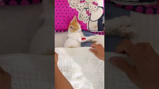 Get well soon my cat 🐈😢❤️❤️ cats catvideos cutecat kitten animals foryou fypシ [upl. by Correy]