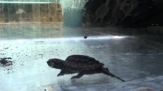 Каймановая черепаха Chelydra serpentine Common Snapping Turtle [upl. by Sophey]