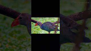 Swamp hen with phone spotting scope birds nature bird birdlovers swamphen [upl. by Benedict]