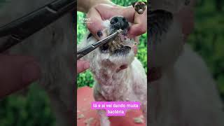 O QUE ACONTECE COM SEU CACHORRO SE NÃO ESCOVAR OS DENTES😱😱😱😱 [upl. by Nalhsa]