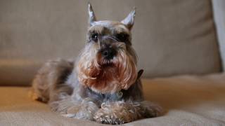 Miniature Schnauzer Dogs 101 Is a Miniature Schnauzer Dog Right For You [upl. by Aryajay815]