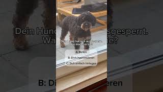 Hund ausgesperrt [upl. by Cheston]