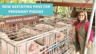 HOW TO BUILD GESTATING PENS  Piggery Ideas [upl. by Ahmar]