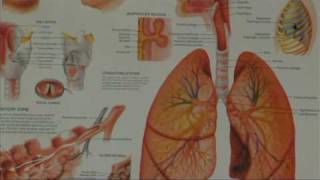 Asthma Symptoms amp Treatments  Differences Between Asthma amp Bronchiolitis in Children [upl. by Edny]