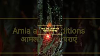 Amla and Traditions foodgarden traditional trending viralvideo garden diwali viral recipe [upl. by Okubo]