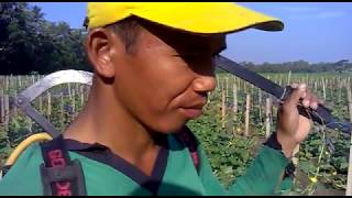 CARA MENGATASI PENYAKIT LAYU FUSARIUM PADA TANAMAN MELON [upl. by Htebazle385]