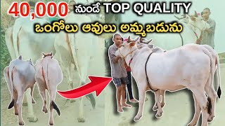 TOP QUALITY ఒంగోలు ఆవులు అమ్మబడును  8712185429  Ongole cows [upl. by Ahl]