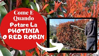 Photinia Red Robin  Come E Quando POTARE LA SIEPE Di Photinia [upl. by Haggai]