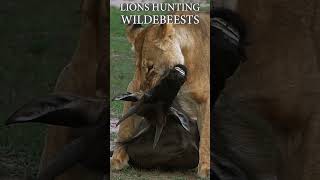 LIONS ATTACKING WILDEBEESTS IN MASI MARA YouTube wildlife lion [upl. by Savina]