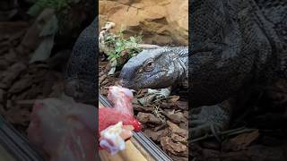 Our White Throat Monitor is Handsome and Hungry😅🥰 [upl. by Boyes]