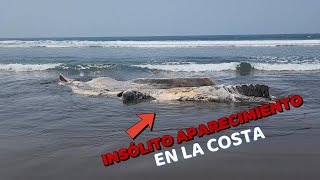 En la Costa Salvadoreña aparece extraña creatura del océano [upl. by Twyla503]