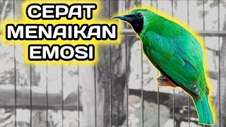 Cucak Ijo Gacor Melatih Emosi dan Memancing Bahan Biar Cepat Bongkar Isian [upl. by Dorene]