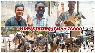 Royapuram IK  PART2  Ismail Bhai Detailed Interview Goat Farming goat sheep tamilnadu india [upl. by Oiramej]