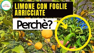 Perchè Si ARRICCIANO LE FOGLIE DEL LIMONE ECCO LE PRINCIPALI CAUSE [upl. by Alita]