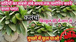 सर्दियों का सबसे लंबे समय तक फ्लोरिंग प्लांट बिल्कुल फ्री में लगा ले। Kalanchoe Kalanchoe CareTips [upl. by Erotavlas]