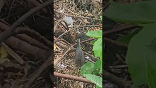 BABY TIKLING BIRD WALKING WITH MOMMY [upl. by Edmea]