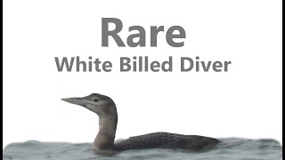 Finally seeing the Rare White Billed Diver [upl. by Hertzog]