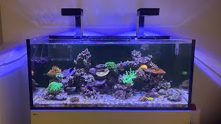 8 Month Update Red Sea 350 G2 [upl. by Arteid]