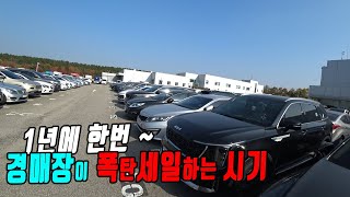 일년중에 가장 중고차를 싸게 구입할 수 있는 11월 2째주  대기업 경매장 중고차경매대행 [upl. by Odraner12]