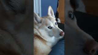 Rigby the Pomsky chilling todaypomskylove pomskydog pomsky [upl. by Lorrimer]