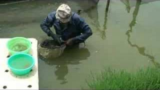 Symbiotic Bangladesh Tilapia Hatchery [upl. by Susannah57]