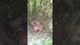 Bird my nestsshortsvideo [upl. by Helge]