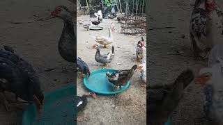 Muscovy duck duck duckbill lovelyduck swan meeting swans animals animalworld chicken [upl. by Diantha]